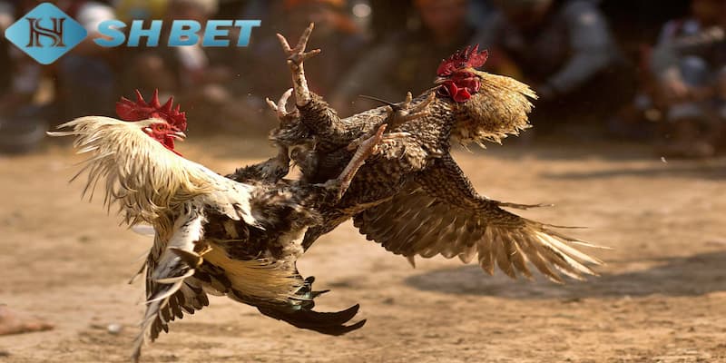 Đá gà cựa sắt thomo bắt nguồn từ đâu