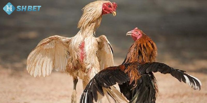 Các điểm nổi bật của đá gà cựa dao trực tuyến 