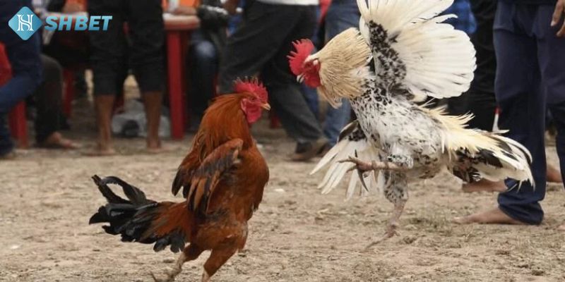 Hình ảnh đá gà cựa dao