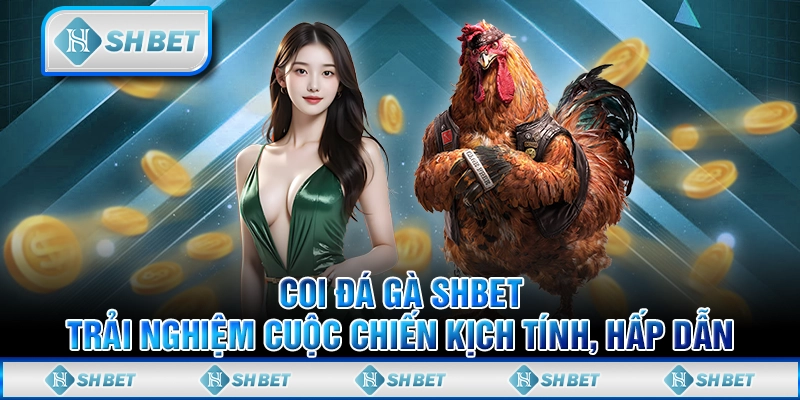 Coi Đá Gà SHBET – Trải Nghiệm Cuộc Chiến Kịch Tính, Hấp Dẫn