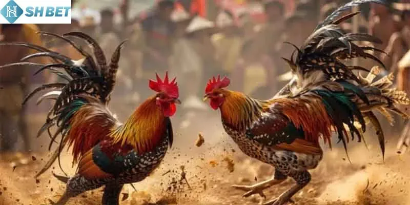 Khám phá chi tiết về đá gà cựa sắt