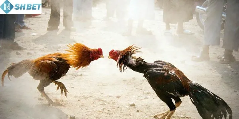 Giới thiệu đá gà trực tiếp