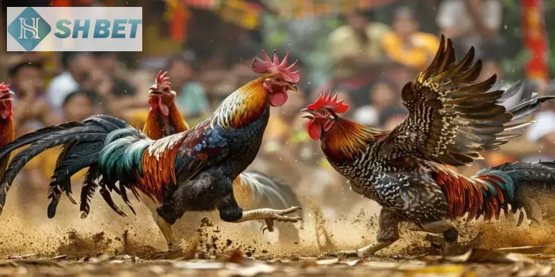 Những thông tin chi tiết về trận đá gà 24 tỷ hay nhất