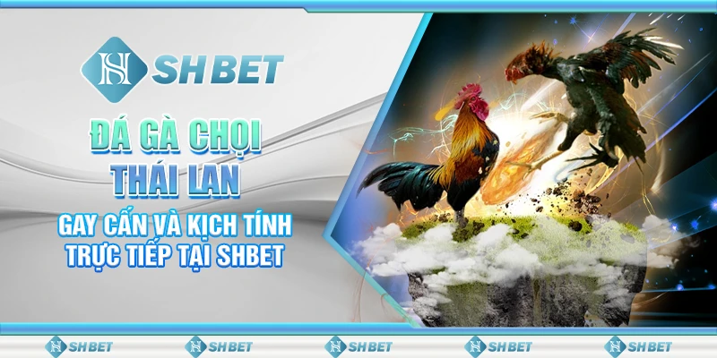 Đá Gà Chọi Thái Lan Gay Cấn Và Kịch Tính Trực Tiếp Tại SHBET
