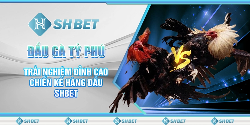 Đấu Gà Tỷ Phú - Trải Nghiệm Đỉnh Cao Chiến Kê Hàng Đầu SHBET