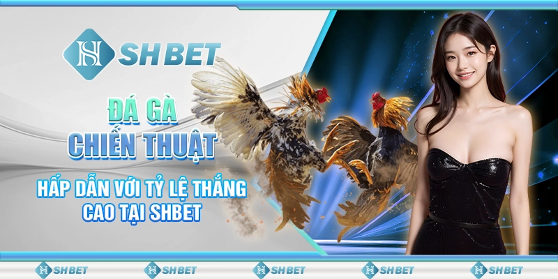 Đá Gà Chiến Thuật Hấp Dẫn Với Tỷ Lệ Thắng Cao Tại SHBET