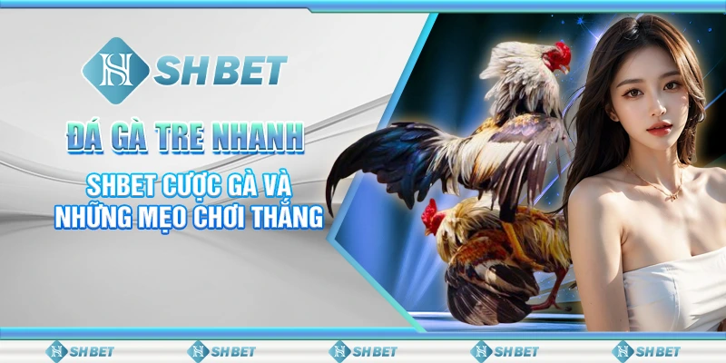 Đá Gà Tre Nhanh – SHBET Cược Gà Và Những Mẹo Chơi Thắng