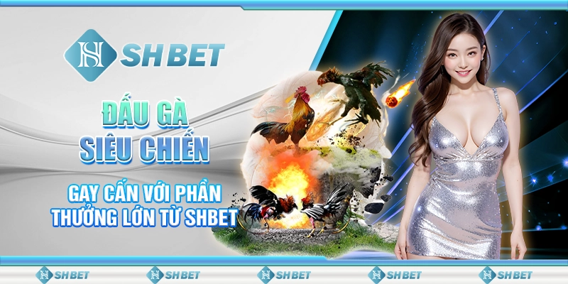 Đấu Gà Siêu Chiến Gay Cấn Với Phần Thưởng Lớn Từ SHBET