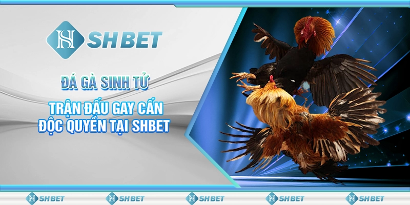 Đá Gà Sinh Tử - Trận Đấu Gay Cấn Độc Quyền Tại SHBET