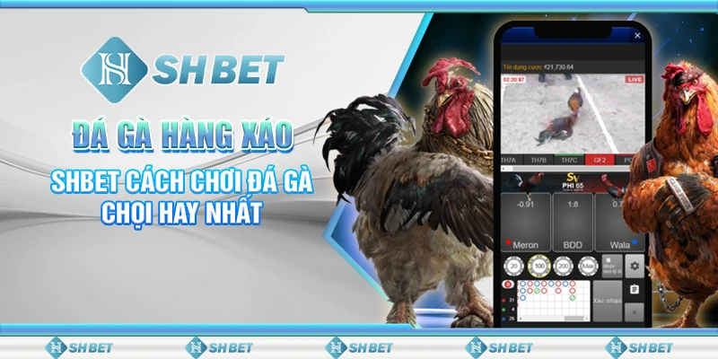 Đá Gà Hàng Xáo – SHBET Cách Chơi Đá Gà Chọi Hay Nhất