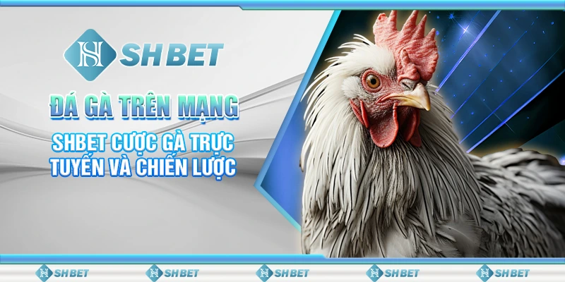 Đá Gà Trên Mạng – SHBET Cược Gà Trực Tuyến Và Chiến Lược