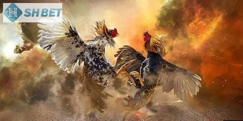 Một số Đá gà chiến thuật hiệu quả