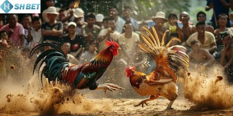 Lựa chọn giống Đá gà chọi Thái Lan tốt cho người chơi
