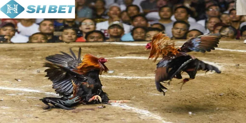 Đá gà đòn khác biệt với thể loại đá gà tre cơ bản