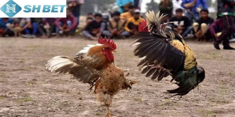 Hãy xem trực tiếp đá gà đòn tại nền tảng Shbet uy tín