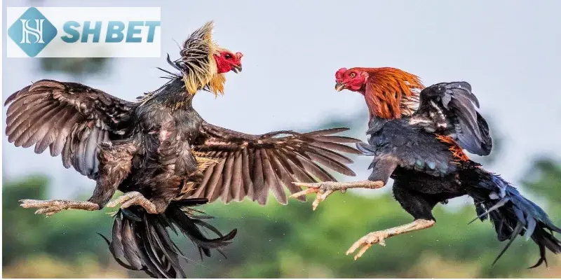 Giống gà tre phổ biến trong đá gà tre nhanh