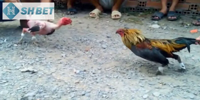 Những lý do nên chọn đá gà trên mạng tại SHBET