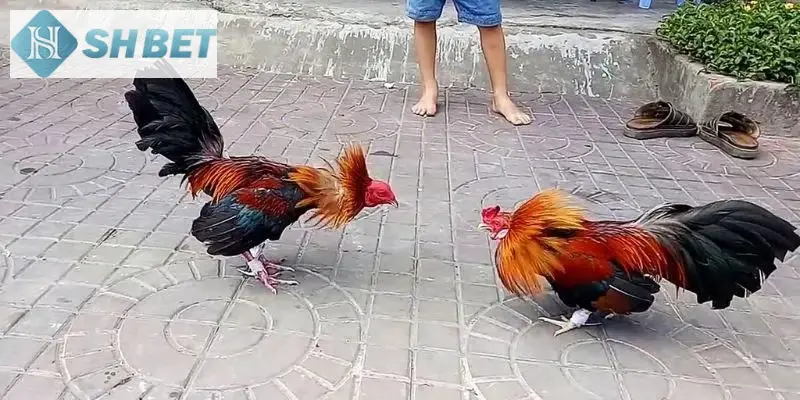 Những lưu ý quan trọng khi chơi đá gà online
