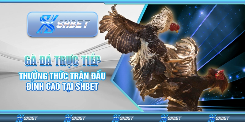 Gà Đá Trực Tiếp – Thưởng Thức Trận Đấu Đỉnh Cao Tại SHBET