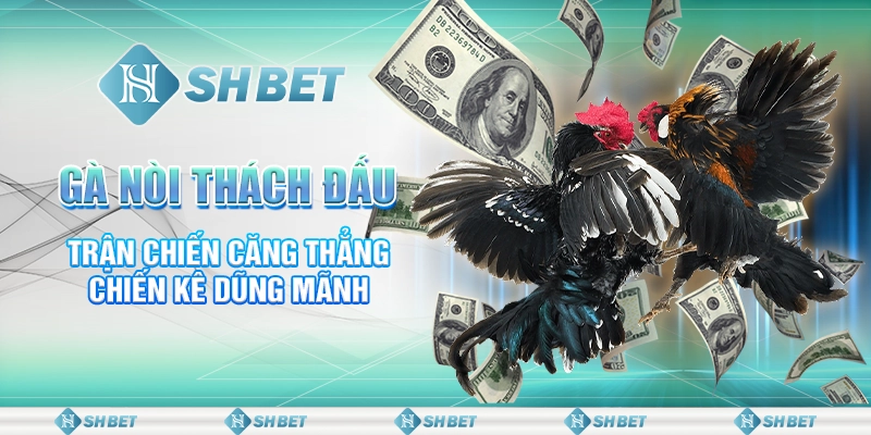 Gà Nòi Thách Đấu - Trận Chiến Căng Thẳng Chiến Kê Dũng Mãnh