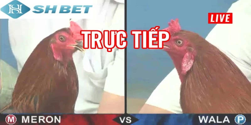 Xem gà đá trực tiếp thả ga mỗi ngày không giới hạn