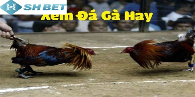 Làm theo hướng dẫn luật chơi và cách đặt cược gà đá online