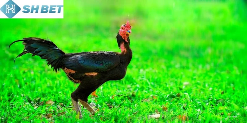 Mỗi trận đấu gà nòi thách đấu mang đến những pha ra đòn mãn nhãn