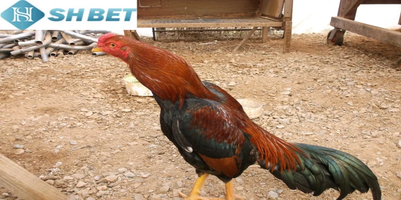 Những cuộc so tài chọi gà căng thẳng và đầy cảm xúc