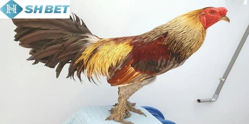 Chủ kê cần có kiến thức vững vàng về dinh dưỡng cho gà chọi