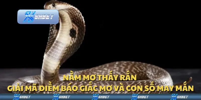 Nằm mơ thấy rắn – Giải mã điềm báo giấc mơ và con số may mắn