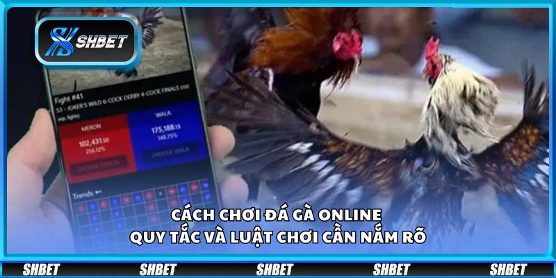 Cách chơi đá gà online – Quy tắc và luật chơi cần nắm rõ
