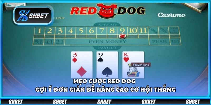 Mẹo cược Red Dog - Gợi ý đơn giản để nâng cao cơ hội thắng